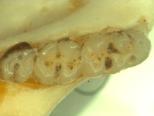 Mandible bone with three molars, increasing in size from left to right