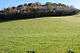 A grassy hill topped by an autumnal wood of various trees.