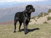 Cane corso temi 1 1024x768x24.png