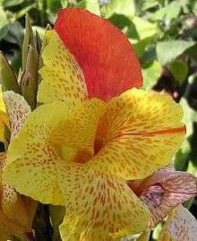 Canna YKH 1075.jpg