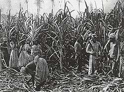 Black-and-white photo of sugar cane standing in field