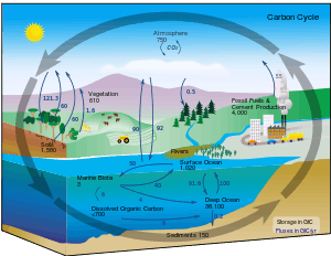Diagram of the carbon cycle