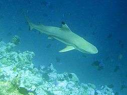 A shark swimming parallel to a reef ledge in the foreground, with many smaller fish nearby