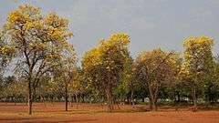 A wide area covered with several Tabebuias, or popularly known as trumpet tree.