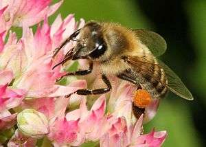 Carnica bee on Hylotelephium 'Herbstfreude'.jpg