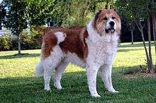 Large heavy set dog standing in front of trees. Medium length thick hair, white base with orange/brown spots on back and top of head. Reminiscent of a Saint Bernard.