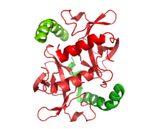 A small dimer representing the structures of two toxin molecules is associated with the c-terminal domains of the associated antitoxin molecules in the ccdAB addiction module.