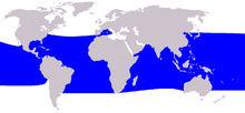 A world map shows pygmy killer whales are found throughout all tropical and subtropical portions of the oceans.