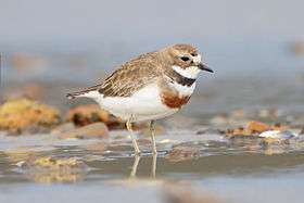 A double-banded plover in breeding plumage standing in shallow water