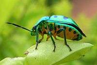 Chrysocoris sp. from India, perched on some leaves.