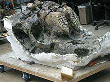 Mammoth skull on a dolly