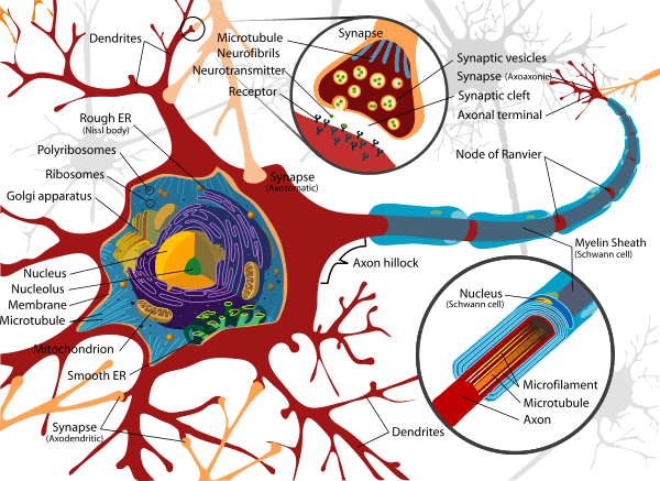 Complete labeled neuron.