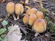 A cluster of tawny-brown mushrooms growing from rotting wood.