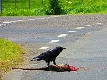 a black bird eating a mangled corpse of a kangaroo on a road