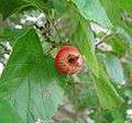 Crataegus-mollis-fruit.jpg