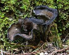 A fungus made of two dark brown funnel-shaped shapes with black rims, joined at a common base, surrounded by green moss