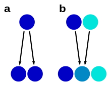 Scheme showing morphological stasis and hybrid speciation, with species presresented by circles, their color indicating morphological similarity or dissimilarity