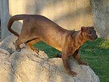 A cat-like predator with a long, slender body stands on a rock.