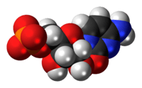 Space-filling model of the cytidine monophosphate molecule as anion (2- charge)