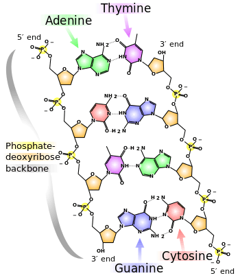 DNA chemical structure