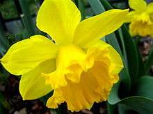 Bright-yellow daffodil in bloom