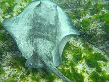 A ray in shallow water off a beach