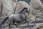 a gray horse galloping up an incline with large boulders in the background