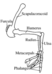 Arm diagram