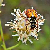 A flower is visited by a large, brown and black beetle