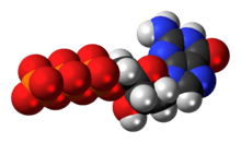 Space-filling model of the deoxyguanosine triphosphate anion