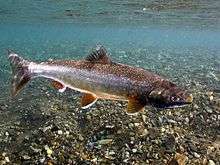 Underwater photo of Dolly Varden trout