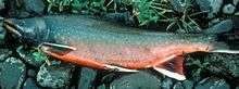 Photo of adult Dolly Varden trout in spawning colors