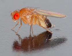 A fly resting on a reflective surface. A large, red eye faces the camera. The body appears transparent, apart from black pigment at the end of its abdomen.