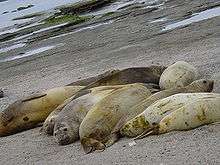 Photo of seven adult and juvenile seals packed closely on beach