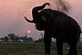Earth-Touch Elephant Botswana.jpg