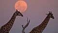 Earth-Touch Giraffe Moon.jpg