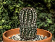 A color picture of a green cactus with white and tan spines