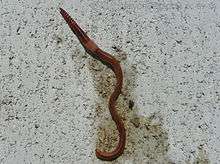 Reddish brown worm with banded segments