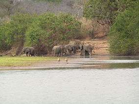 Five elephants drinking from a flooded field from afar.