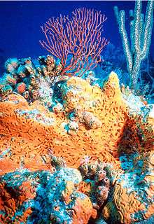 Orange elephant ear sponge under water with sea fan in background
