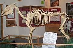 A mounted skeleton of the Hagerman horse within a wood-framed exhibit. Additional exhibits and wall fixtures can be seen in the background.
