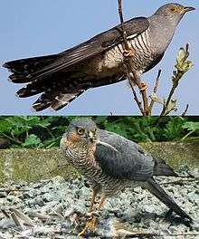 Photo of sparrowhawk and cuckoo, looking similar