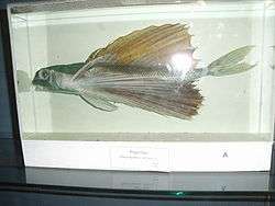 remains of a flying fish are displayed in glass box.