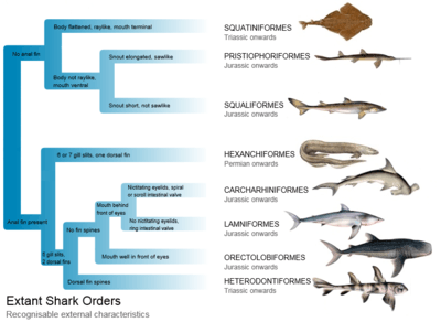 Branching diagram listing distinguishing characteristics, including mouth, snout, fin spines, etc.