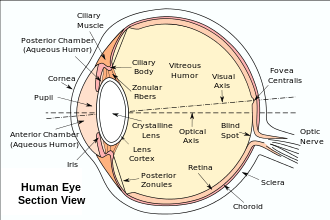 The section of the eye with labelled anatomy