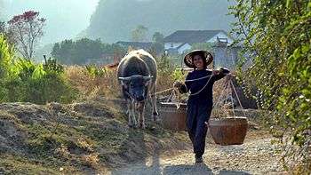 Farmer with a buffalo near Yangshou, 2007