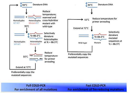 An overview of Full COLD-PCR in comparison to Fast COLD-PCR.
