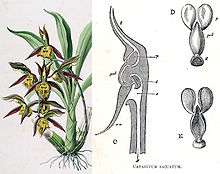plant with thick green leaves and yellow and brown flowers, next to drawing showing a section through a flower