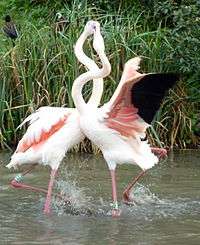 Captive flamingos fighting one another in shallow water