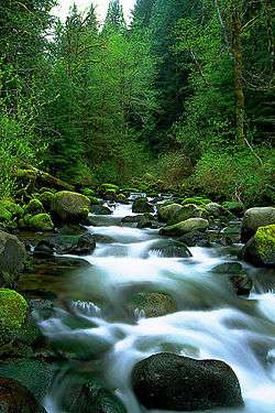 A small stream rushes over rocks through a forest.